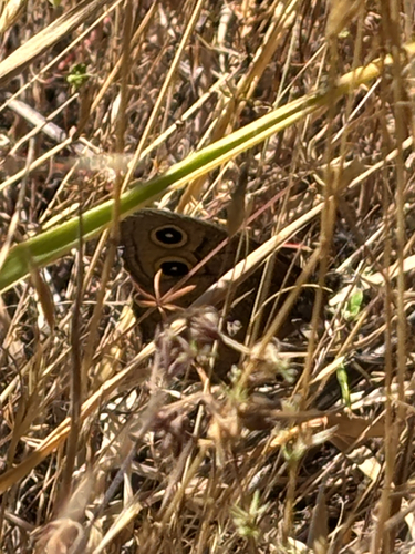 iNaturalist observation photo of Great Basin Wood-Nymph