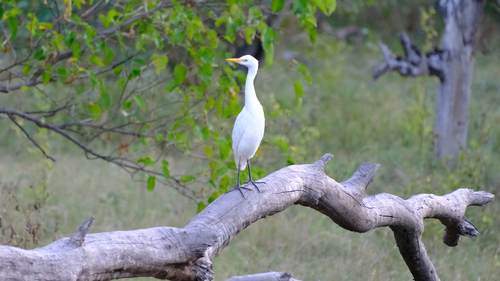 iNaturalist image
