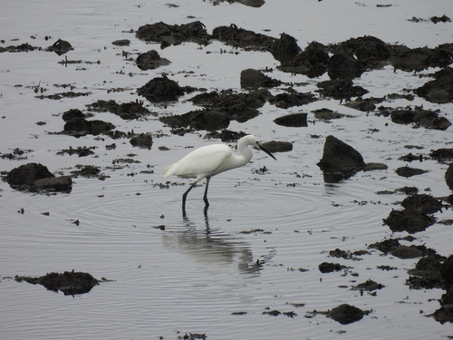 iNaturalist image