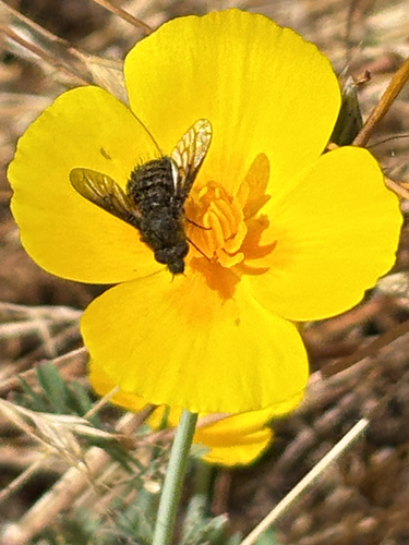 iNaturalist observation photo of Bee Flies