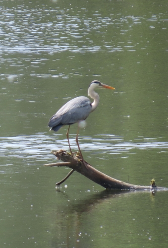 iNaturalist image