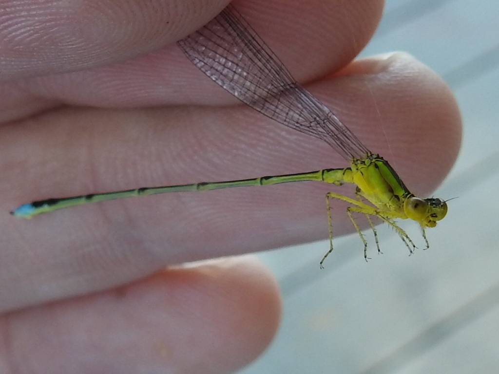 Vesper Bluet