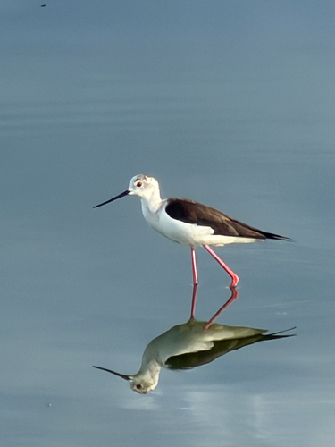 iNaturalist image
