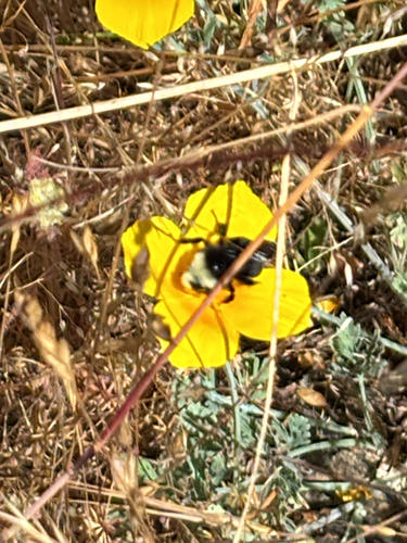 iNaturalist observation photo of Yellow-faced Bumble Bee
