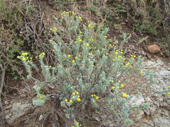 Euryops imbricatus