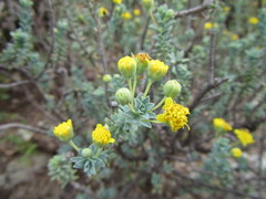 Euryops imbricatus