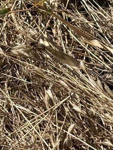 iNaturalist observation photo of Vivid Dancer