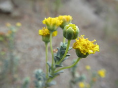 Euryops imbricatus