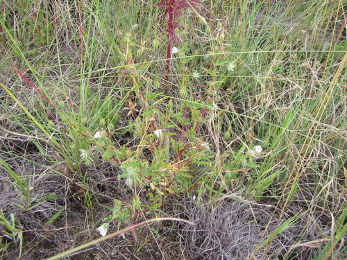Monsonia angustifolia