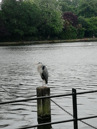iNaturalist image