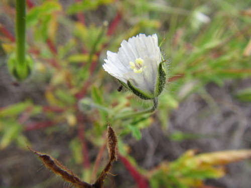 Monsonia angustifolia
