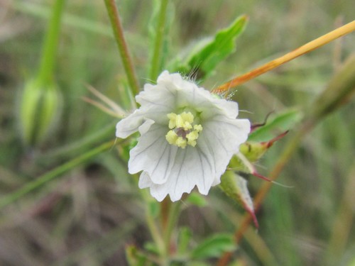 Monsonia angustifolia