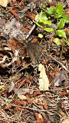 iNaturalist observation photo of Wood-Nymphs