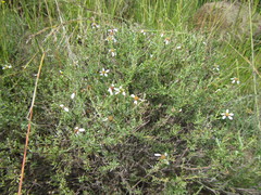 Phymaspermum parvifolium