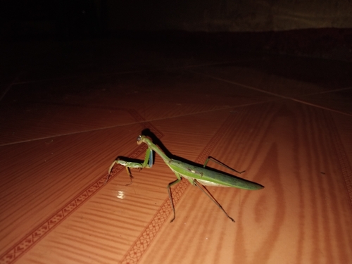 Flag Mantis