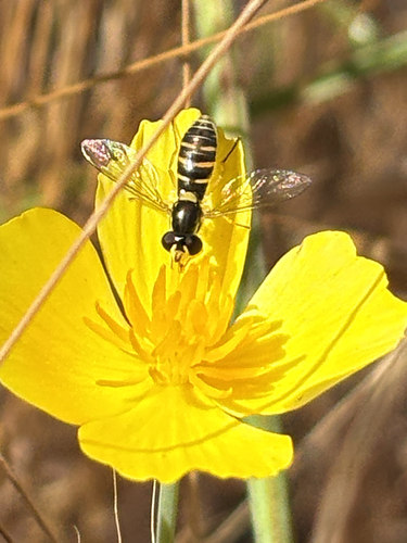 iNaturalist observation photo of Forked Globetail
