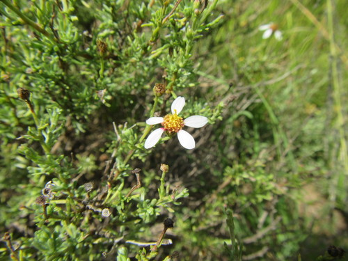 Good Sheepdaisy (Phymaspermum parvifolium)