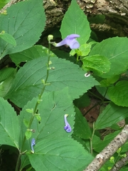 Scutellaria serrata, photograph author not stated, no rights reserved