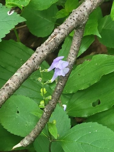 Scutellaria serrata, photograph 4
