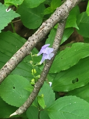 Scutellaria serrata, photograph author not stated, no rights reserved