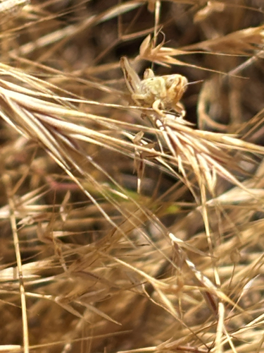 iNaturalist observation photo of Short-horned Grasshoppers