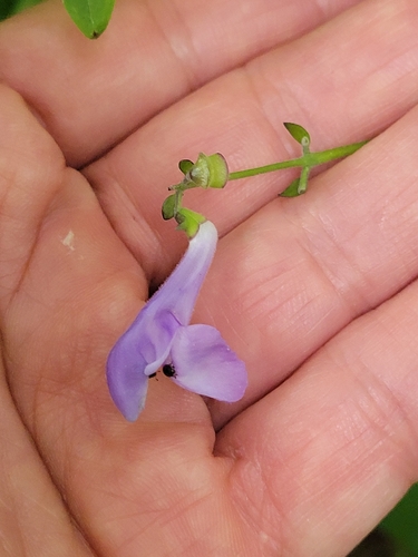 Scutellaria serrata, photograph 5