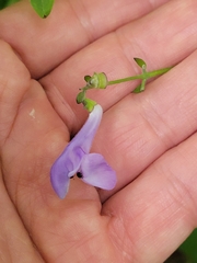 Scutellaria serrata, photograph author not stated, no rights reserved