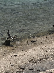 Ichthyaetus leucophthalmus
