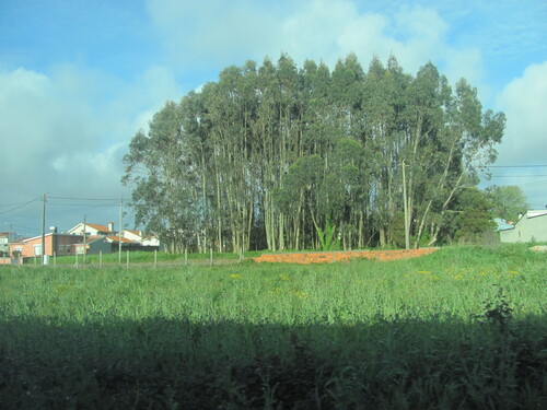 Eucalyptus globulus