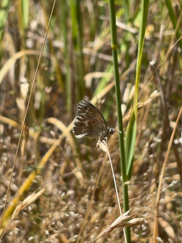 iNaturalist observation photo of Common Ringlet