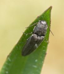 Cidnopus pilosus