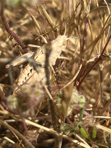 iNaturalist observation photo of Short-horned Grasshoppers
