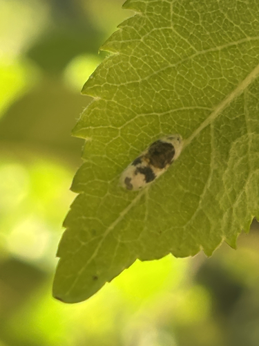 iNaturalist observation photo of Charops