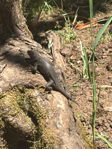 iNaturalist observation photo of Western Fence Lizard