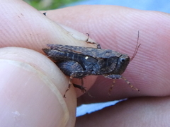 Tettigidea