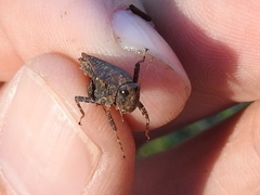 Tettigidea