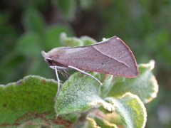 Compsoptera opacaria