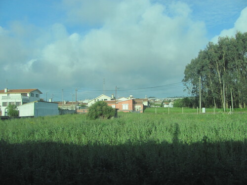 Eucalyptus globulus