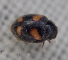Nephus quadrimaculatus