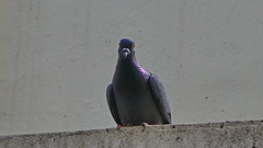 Columba livia domestica