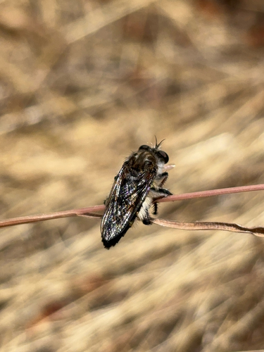 iNaturalist observation photo of Heteropogon