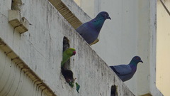 Columba livia domestica