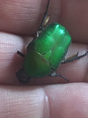 Protaetia cuprea cuprea