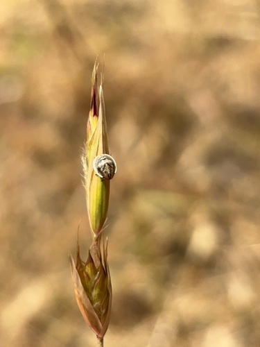 iNaturalist observation photo of True Bugs, Hoppers, Aphids, and allies
