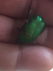 Protaetia cuprea cuprea