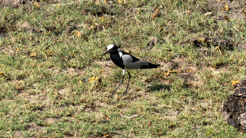 iNaturalist: (c) richandtonig, some rights reserved (CC BY-NC) iNaturalist image