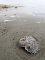 Astraea heliotropium