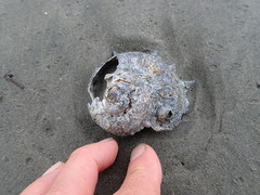 Astraea heliotropium
