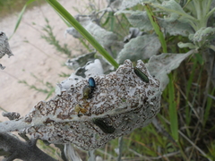 Trirhabda flavolimbata