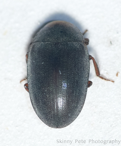Hyporhagus punctulatus